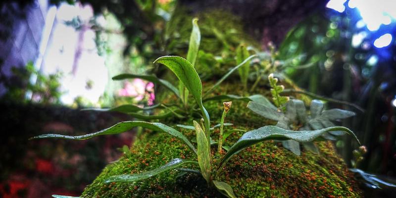 清迈周末市集终极攻略:手工艺淘宝与橙色主题自由行的小旅程